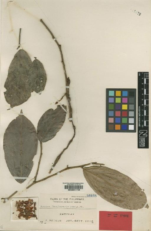 Aporosa basilanensis Merr. - BM000611736