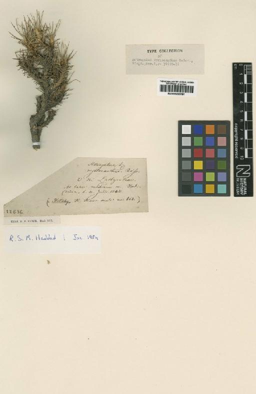 Astragalus myriacanthus Boiss. - BM000885191