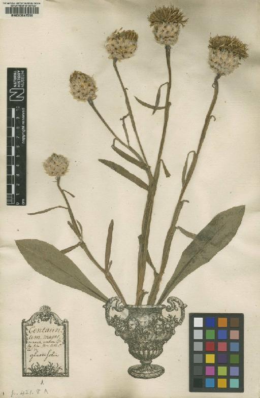 Centaurea glastifolia L. - BM000647258