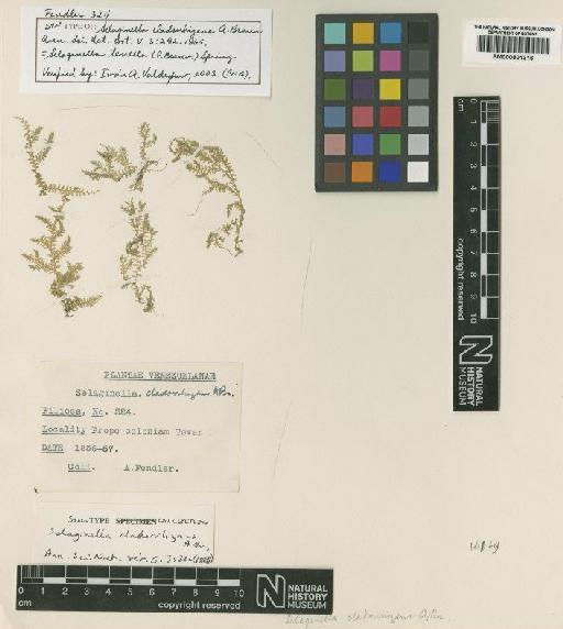 Selaginella tenella (P.Beauv.) Spring - BM000801316