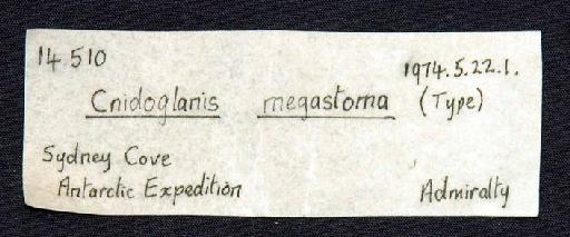 Plotosus megastomus Richardson, 1845 - 1974.5.22.1; Plotosus megastomus; image of jar label; ACSI project image