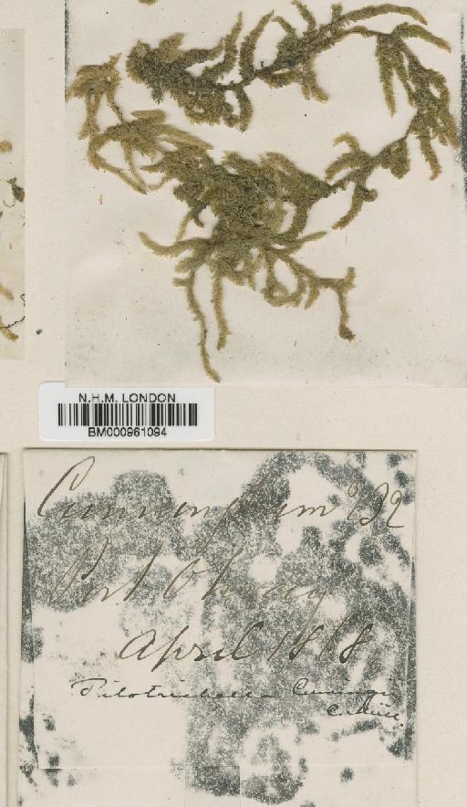 Weymouthia mollis (Hedw.) Broth. - BM000961094