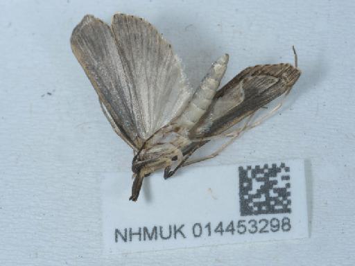 Schoenobius gigantella (Denis & Schiffermüller, 1775) - 014453298_2