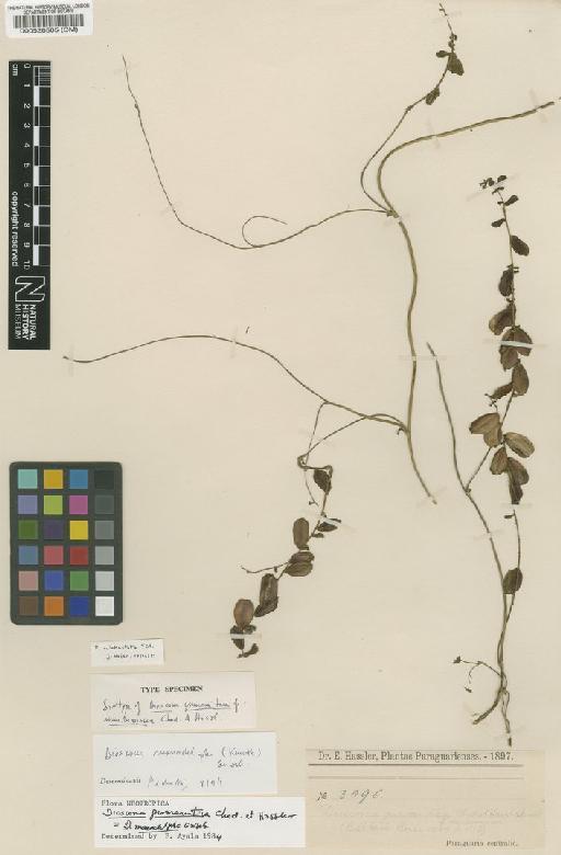 Dioscorea subhastata Vell. - BM000526505