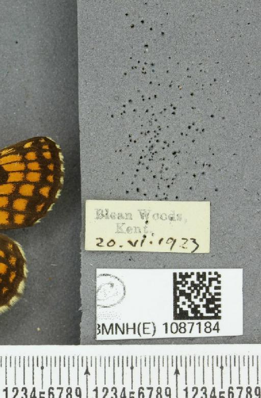 Melitaea athalia (Rottemburg, 1775) - BMNHE_1087184_label_57614