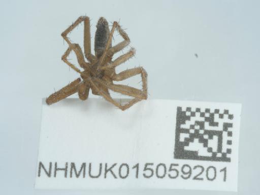 Tibellus oblongus (Walckenear, 1802) - 015059201_2