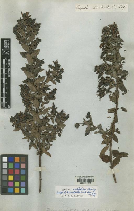Hypericum cordifolium Choisy - BM000617573