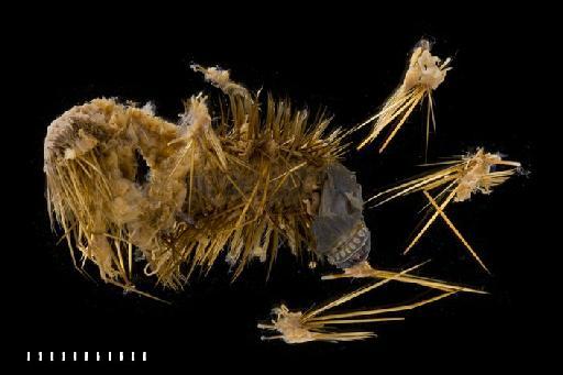 Hermadion ferox Baird, 1865 - Polychaete type specimen 1971.242(1)