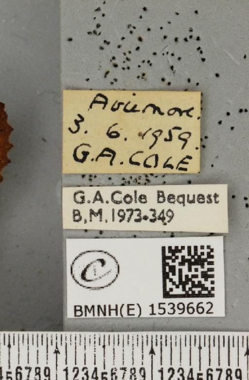 Ptilodon capucina (Linnaeus, 1758) - BMNHE_1539662_label_247242