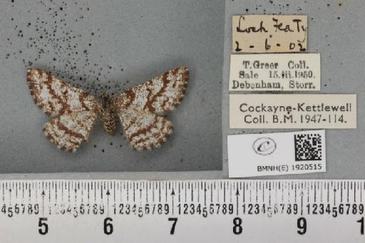 Ematurga atomaria (Linnaeus, 1758) - BMNHE_1920515_486389