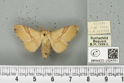 Malacosoma neustria ab. cervina-confluens Tutt, 1900 - BMNHE_1524391_190873