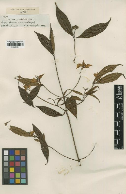 Faramea anisocalyx var. pulchella (Müll.Arg.) Steyerm. - BM000901241