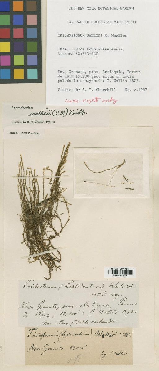 Leptodontium wallisii (Müll.Hal.) Kindberg - BM000872509