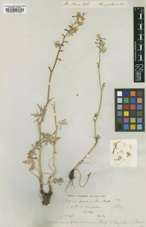 Delphinium quercetorum Boiss. & Hausskn. - BM000565673