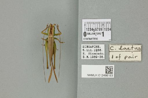 Conocephalus laetus (Redtenbacher, 1891) - 012498183_72132_92749