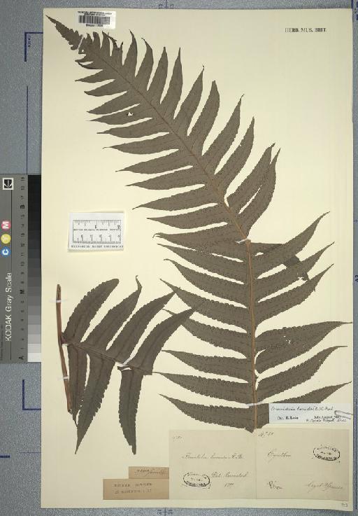 Polypodiaceae J.Presl & C.Presl - Spruce - BM000777028