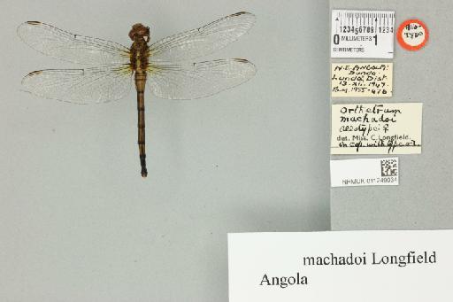 Orthetrum machadoi Longfield, 1955 - 011249034_dorsal