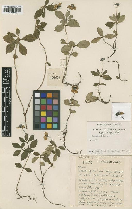 Chamaepericlymenum wardii Melderis - BM000944950