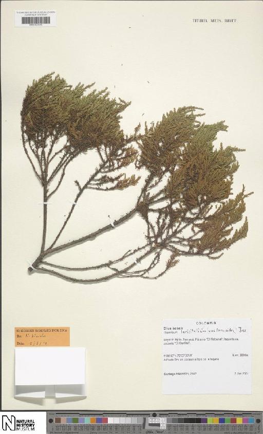 Hypericum laricifolium Juss. - BM001206646