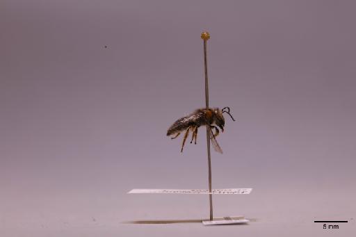 Colletes Latreille, 1802 - 013621568_lateral