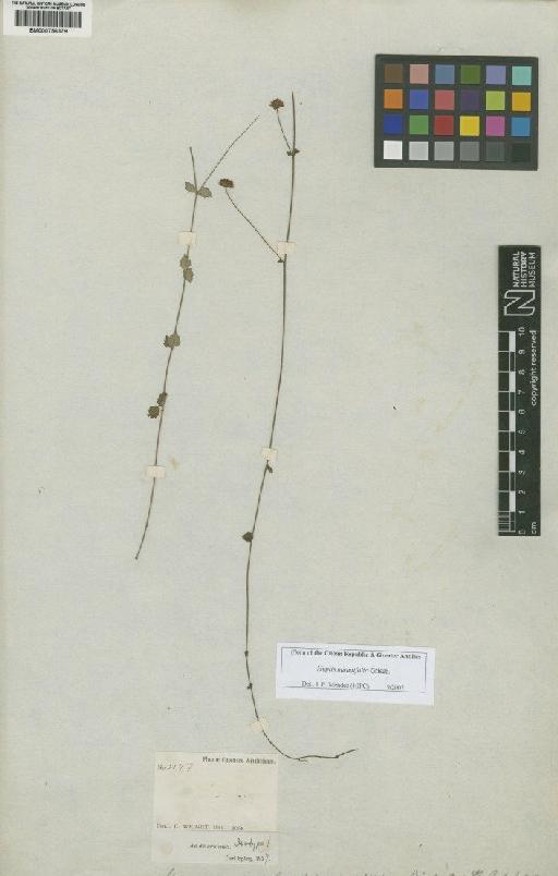 Hyptis minutiflora Griseb. - BM000756379