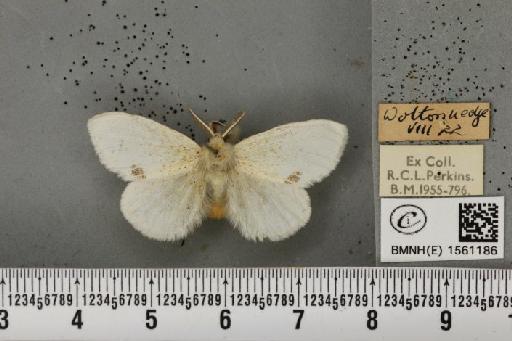 Euproctis similis (Fuessly, 1775) - BMNHE_1561186_253903