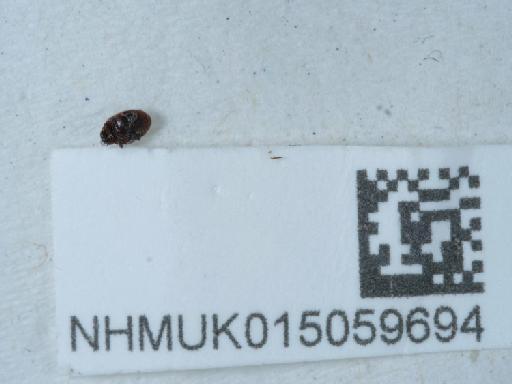 Scymnus suturalis Thunberg, 1795 - 015059694_2