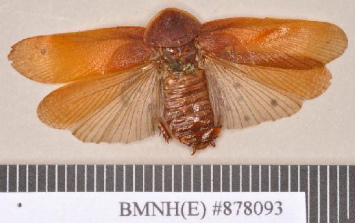 Zetobora aspera Walker, 1868 - Zetobora aspera Walker, F, 1868, male, holotype, dorsal. Photographer: Heidi Hopkins. BMNH(E)#878093