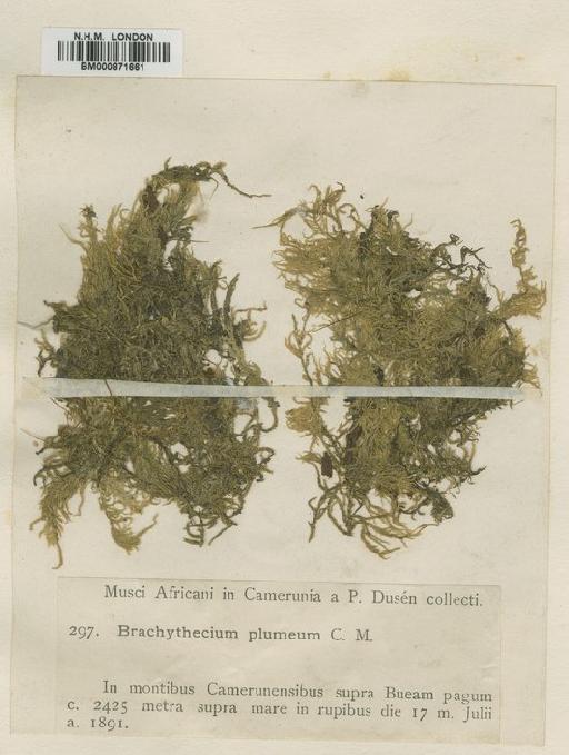 Brachythecium plumeum Müll.Hal. - BM000871661