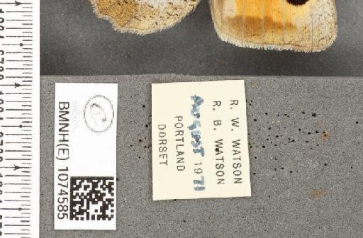 Maniola jurtina insularis ab. violacea Wheeler, 1903 - BMNHE_1074585_label_41415