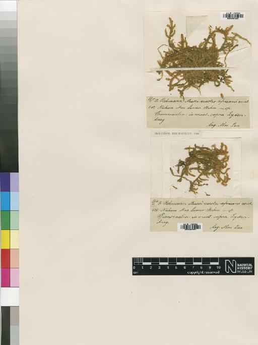 Trachypodopsis serrulata (P.Beauv.) M.Fleisch. - BM000878452_a