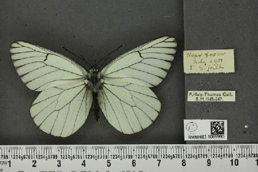 Aporia crataegi (Linnaeus, 1758) - BMNHE_1089990_69785