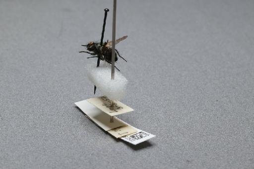 Sarcophaga (Myorhina) nigriventris Meigen, 1826 - 015092503_additional_2