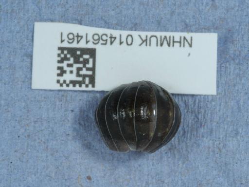 Armadillidium depressum Brandt, 1833 - 014561461_2