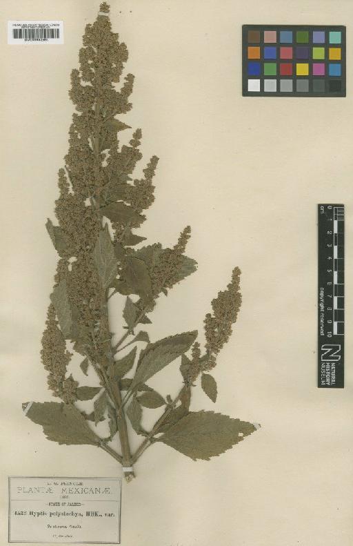 Hyptis mutabilis (Rich.) Briq - BM000992863