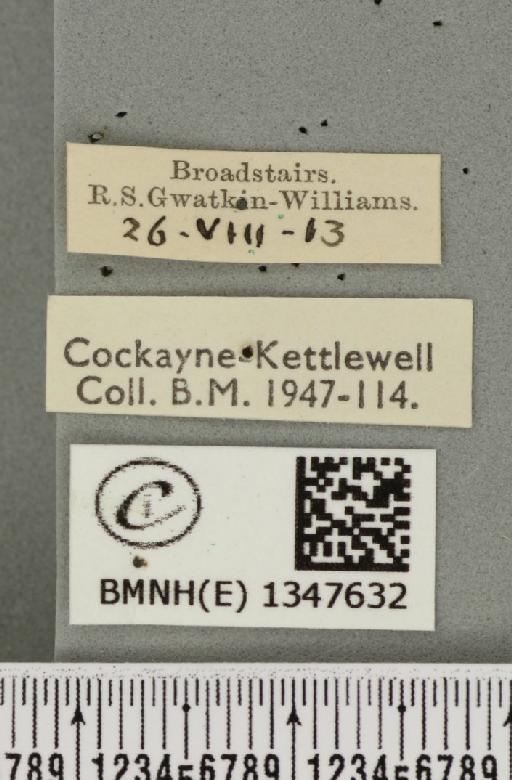 Triodia sylvina ab. pallidus Hormuzaki, 1894 - BMNHE_1347632_label_185966