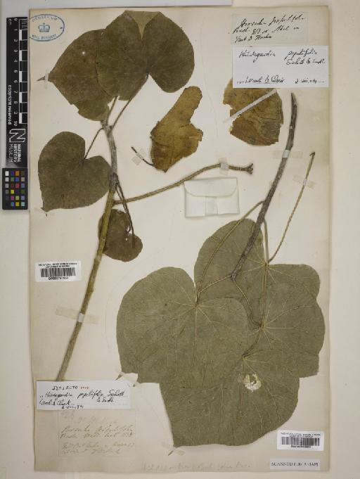 Hildegardia populifolia Schott & Endl. - BM000797853