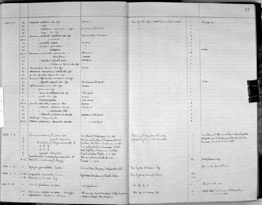Achatina (Amphorella) tornatellina minor Lowe, 1855 - Zoology Accessions Register: Mollusca: 1938 - 1955: page 57