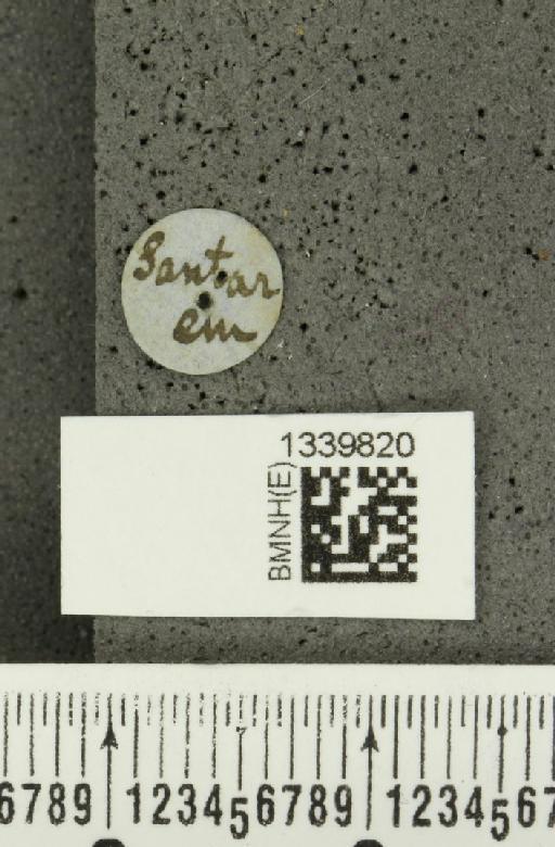 Aristobrotica angulicollis (Erichson, 1848) - BMNHE_1339820_label_23193