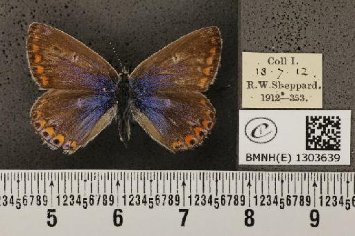 Polyommatus icarus icarus (Rottemburg, 1775) - BMNHE_1303639_138726