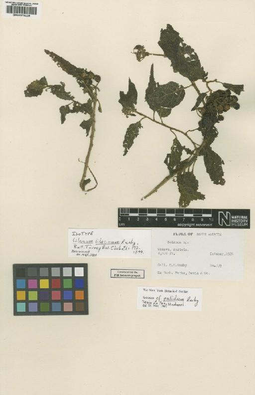 Solanum pallidum Rusby - BM000778229