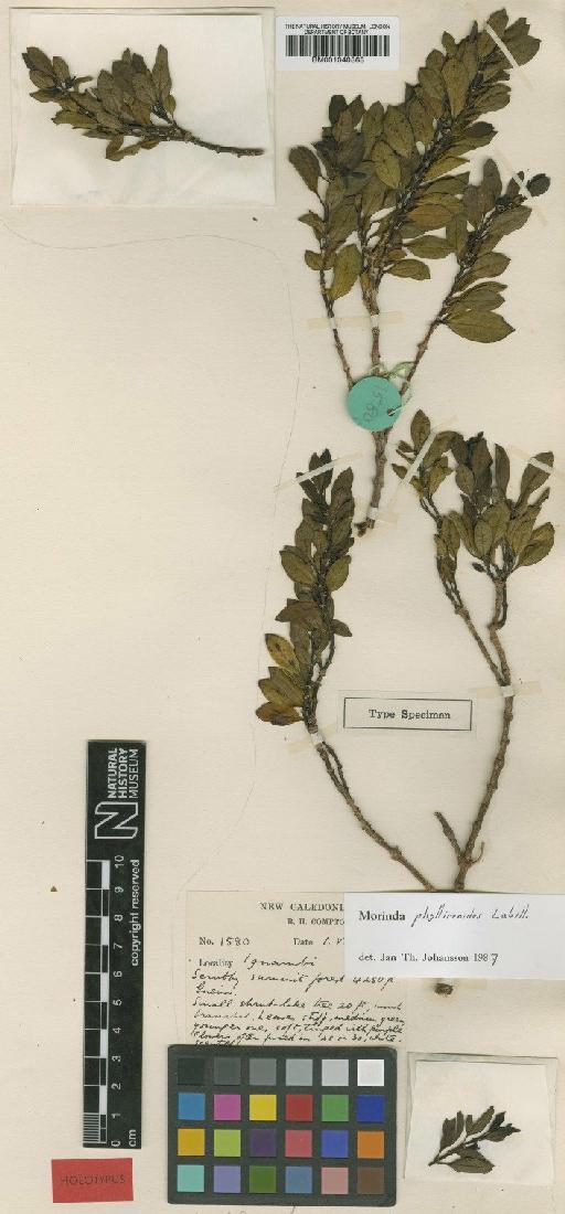 Morinda phylliraeoides Labill. - BM001040363