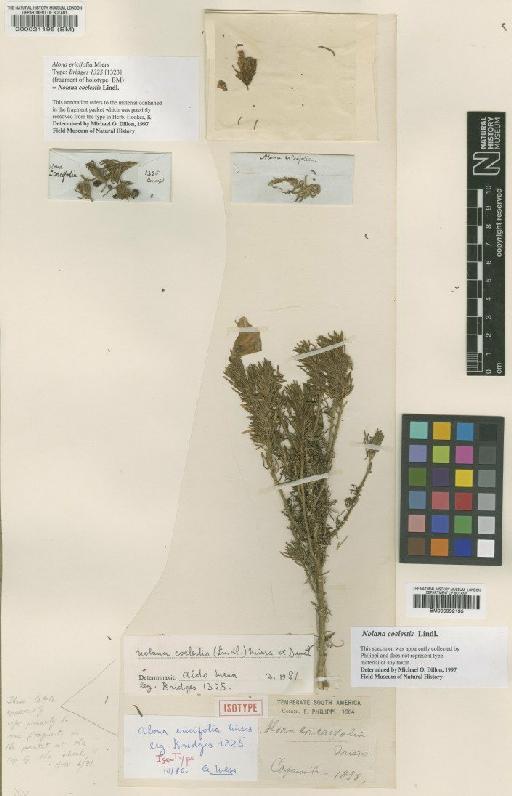 Nolana coelestis Lindl. - BM000021195