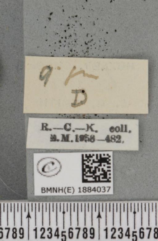 Selenia dentaria (Fabricius, 1775) - BMNHE_1884037_a_label_444270