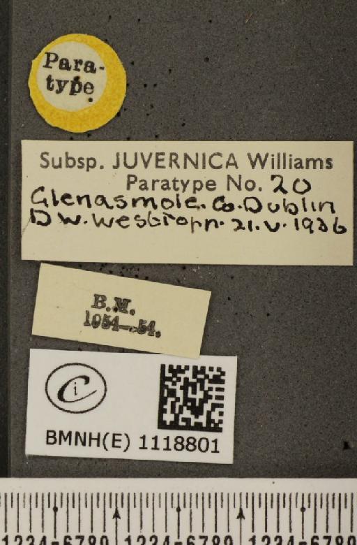 Leptidea sinapis juvernica Williams, 1946 - BMNHE_1118801_label_74006