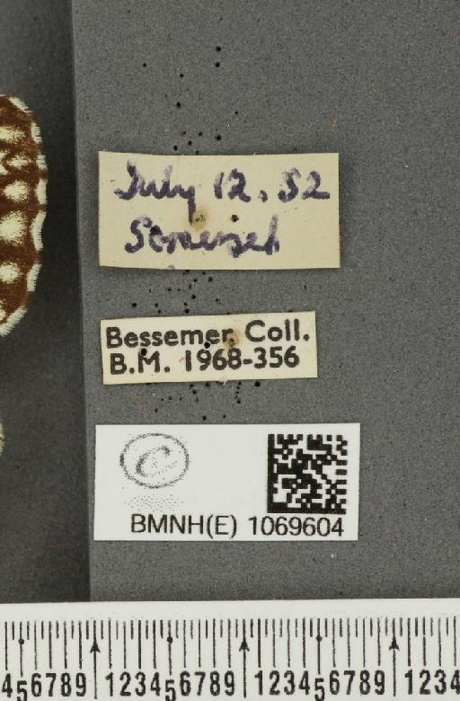 Melanargia galathea serena Verity, 1913 - BMNHE_1069604_label_35424