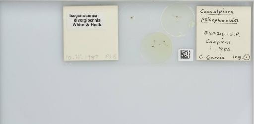 Isogonoceraia divergipennis White & Hodkinson, 1980 - 013482929_117198_1146273_157792_NonType_result