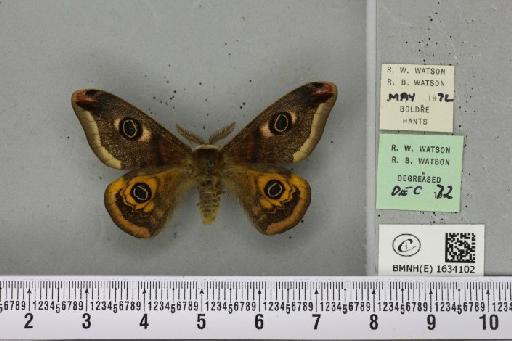 Saturnia pavonia (Linnaeus, 1758) - BMNHE_1634102_203172