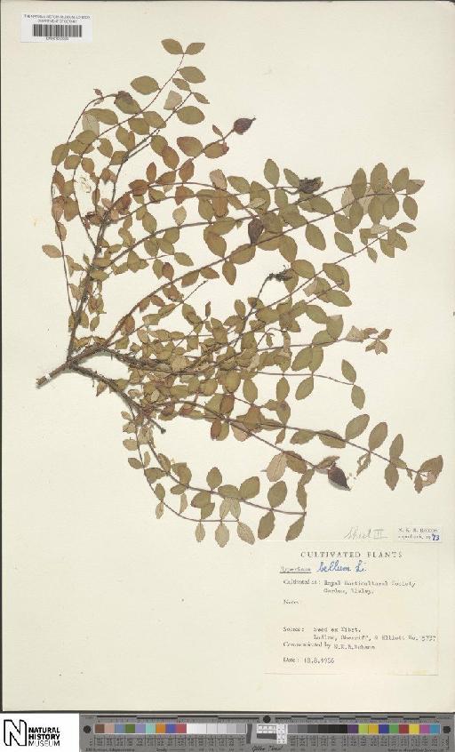 Hypericum bellum subsp. bellum - BM001202086