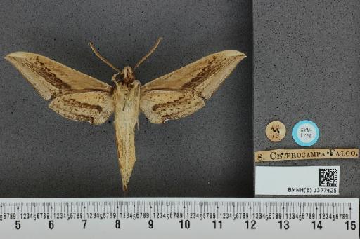 Xylophanes falco (Walker, 1856) - BMNH(E) 1377425 Xylophanes falco ventral and labels.JPG